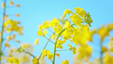 Large Field Of Blooming Yellow Rapeseed Landscape Stock-Footage 235585702