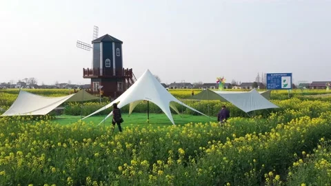 Large Field Of Blooming Yellow Rapeseed Landscape Video stock 235585856