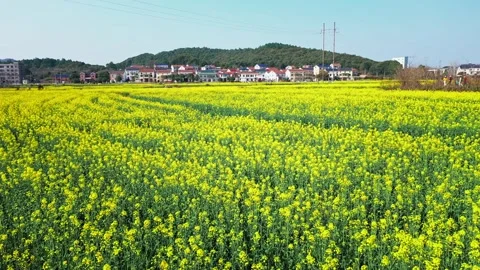 Large Field Of Blooming Yellow Rapeseed Landscape Stock Footage 235586595