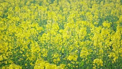 Large Field Of Blooming Yellow Rapeseed Landscape Stock Footage 235586915