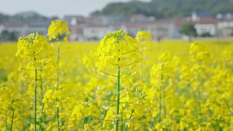 Large Field Of Blooming Yellow Rapeseed Landscape Stock Footage 235587047