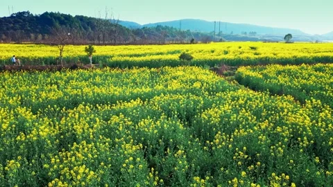 Large Field Of Blooming Yellow Rapeseed Landscape Stock Footage 235588039