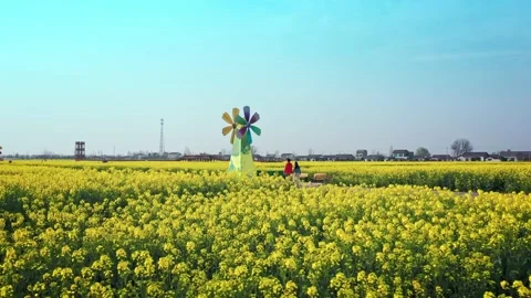 Large Field Of Blooming Yellow Rapeseed Landscape Stock Footage 235590622
