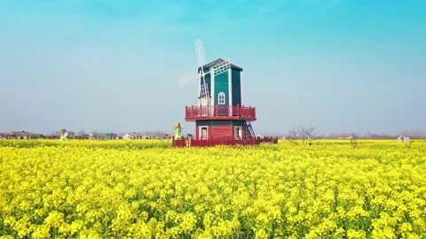 Large Field Of Blooming Yellow Rapeseed Landscape Stock Footage 235592224