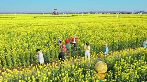 Large Field Of Blooming Yellow Rapeseed Landscape Stock Footage 235594835