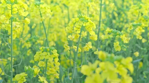 Large Field Of Blooming Yellow Rapeseed Landscape Stock Footage 235595090