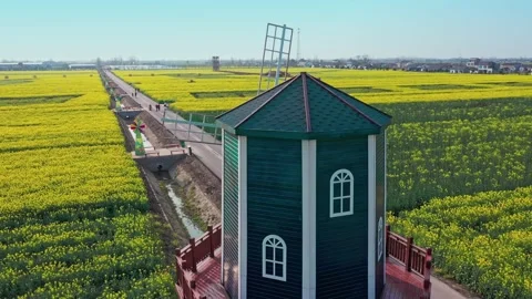 Large Field Of Blooming Yellow Rapeseed Landscape 스톡 동영상 235595351
