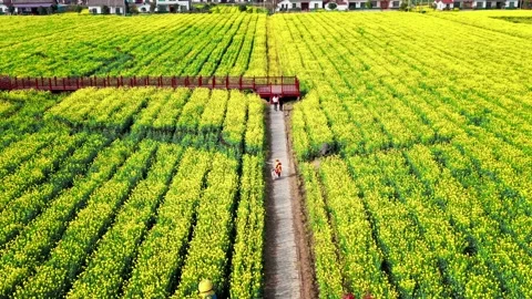 Large Field Of Blooming Yellow Rapeseed Landscape Stock Footage 235596165