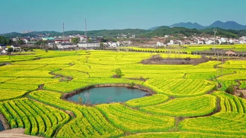 Large Field Of Blooming Yellow Rapeseed Landscape 스톡 동영상 235599087