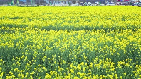 Large Field Of Blooming Yellow Rapeseed Landscape Stock Footage 235599103