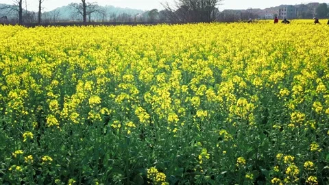 Large Field Of Blooming Yellow Rapeseed Landscape Stock Footage 235601188