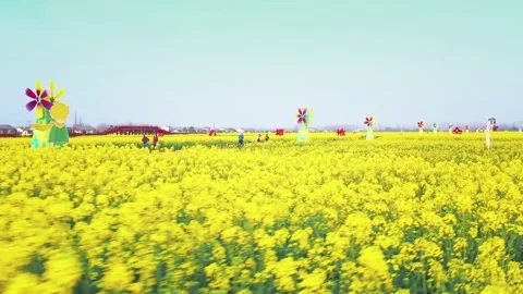 Large Field Of Blooming Yellow Rapeseed Landscape Stock Footage 235602844