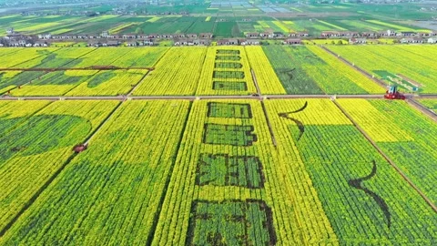 Large Field Of Blooming Yellow Rapeseed Landscape Stock Footage 235604859