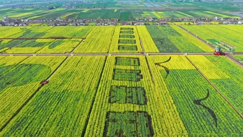 Large Field Of Blooming Yellow Rapeseed Landscape Stock Footage 235621073