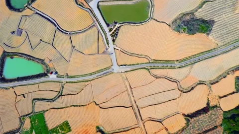 Large Field Of Blooming Yellow Rapeseed Landscape Stock Footage 235647256