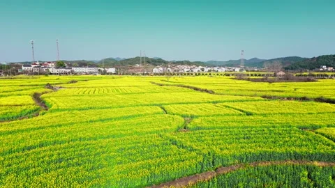 Large Field Of Blooming Yellow Rapeseed Landscape Stock Footage 235654505
