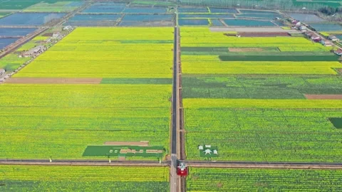Large Field Of Blooming Yellow Rapeseed Landscape Stock-Footage 235655805