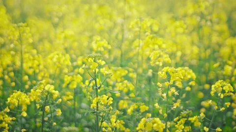 Large Field Of Blooming Yellow Rapeseed Landscape Stock Footage 235753502