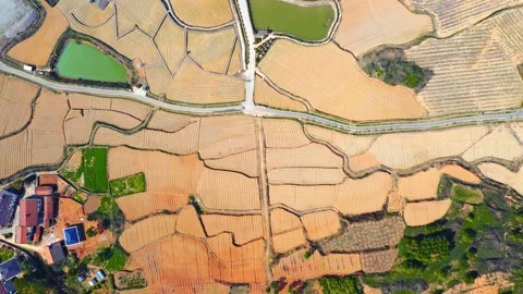 Large Field Of Blooming Yellow Rapeseed Landscape Stock Footage 235753979