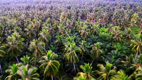 A large field of coconut palm trees Видео 325842186