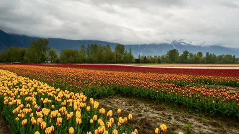 Large field of colored roses Stock Footage 237931785