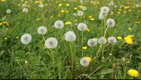 Large field of dandelions Video stock 10600249