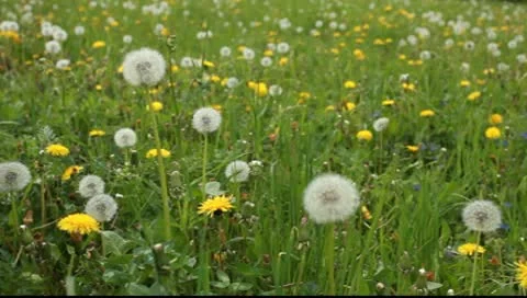 Large field of dandelions Video stock 10600253
