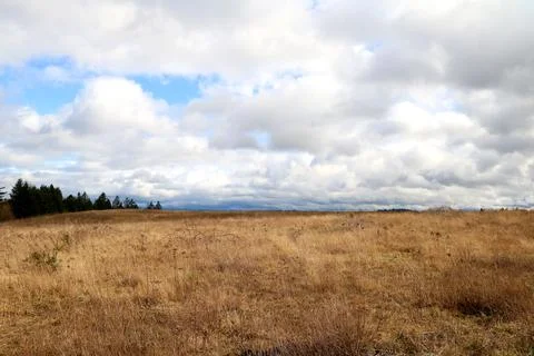 A large field of dead grass white clouds in a blue sky above Stock Photos