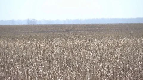 Large field of dry corn stalks, autumn landscape, boundless expanse Stock Footage 85285440