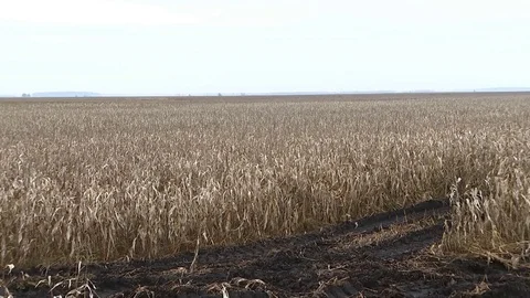 A large field of dry corn stalks, autumn landscape, boundless expanse 2 Video stock 85285527
