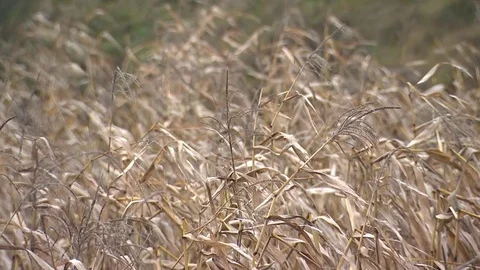 A large field of dry corn stalks, autumn landscape, boundless expanse 3 Video stock 85285599