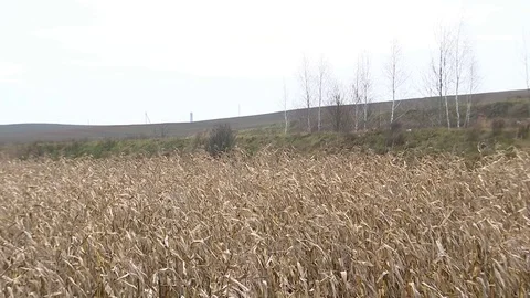 A large field of dry corn stalks, autumn landscape, boundless expanse 4 Stock Footage 85285812