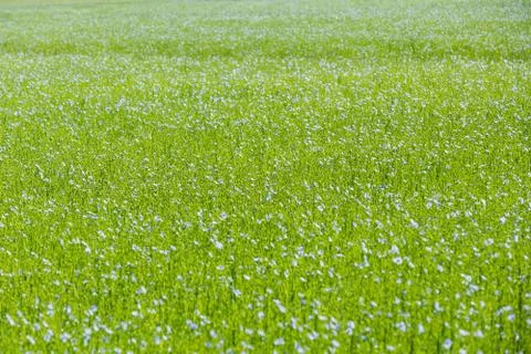 Large field of flax in bloom in spring Stock Photos