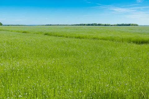 Large field of flax in bloom in spring Stock Photos