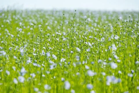 Large field of flax in bloom in spring Stock Photos