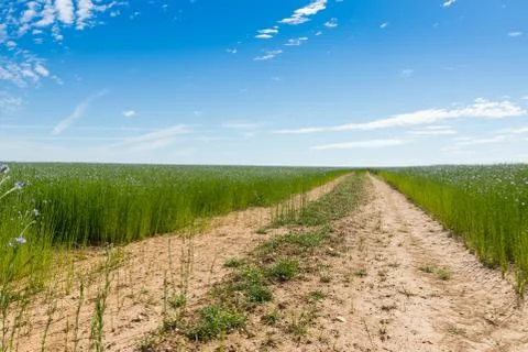 Large field of flax in bloom in spring Stock Photos