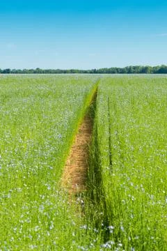 Large field of flax in bloom in spring Stock Photos