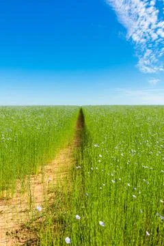 Large field of flax in bloom in spring Foto stock