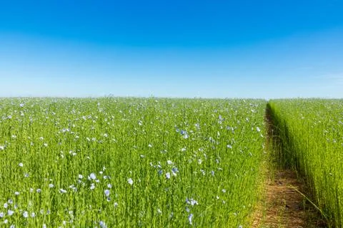 Large field of flax in bloom in spring Stock Photos