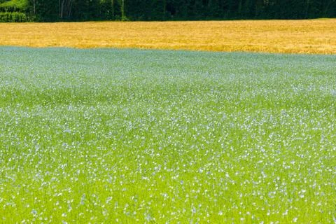 Large field of flax in bloom in spring Stock Photos
