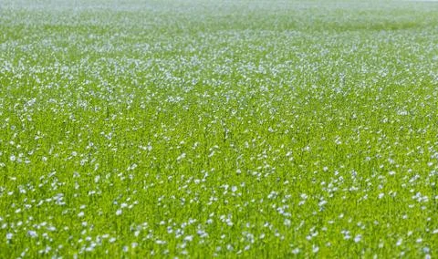 Large field of flax in bloom in spring Stock Photos