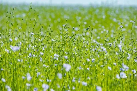 Large field of flax in bloom in spring Stock Photos