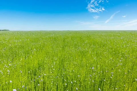 Large field of flax in bloom in spring Stock Photos