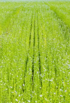 Large field of flax in bloom in spring Stock Photos