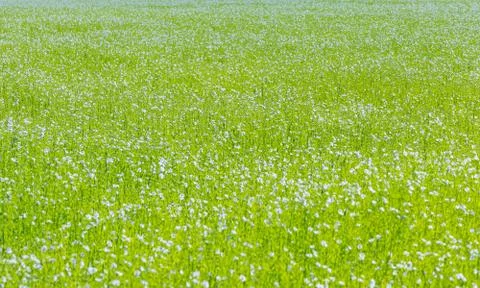 Large field of flax in bloom in spring Stock Photos