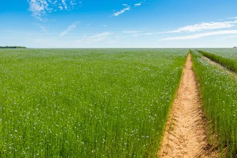 Large field of flax in bloom in spring Foto stock