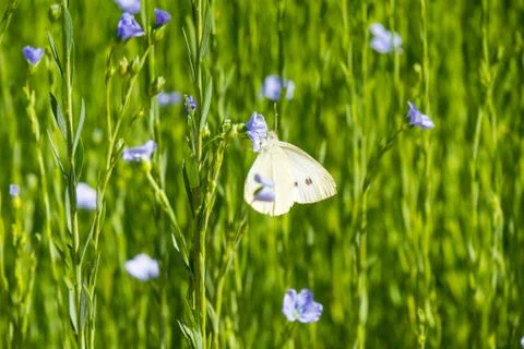 Large field of flax in bloom in spring Foto stock