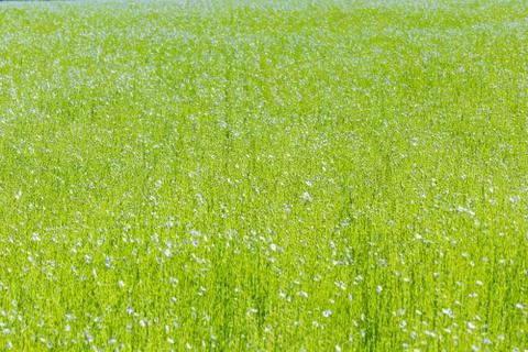Large field of flax in bloom in spring Foto stock