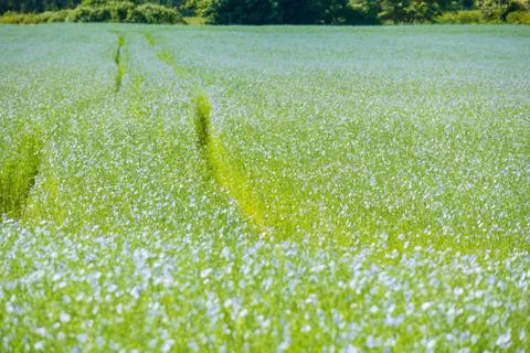 Large field of flax in bloom in spring Stock Photos