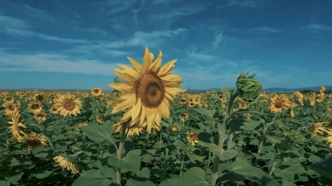 A large field of flowering sunflower Видео 247203576